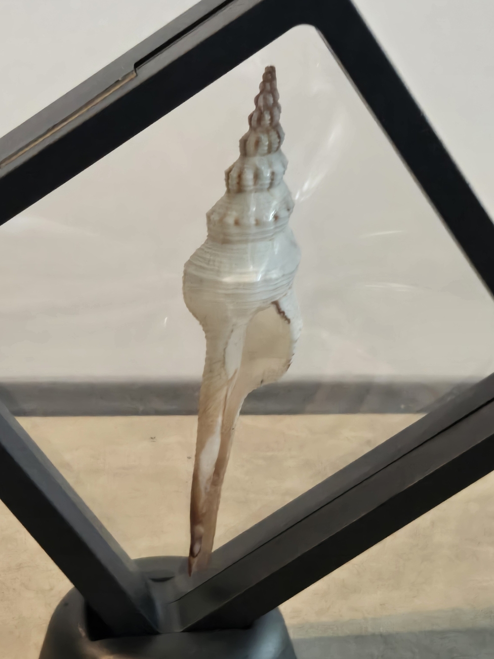 🐚 Tulip Whelk Shell Floating Display Frame | Pedestal Stand | 4